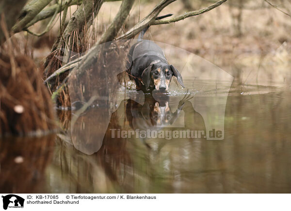 Kurzhaardackel / shorthaired Dachshund / KB-17085
