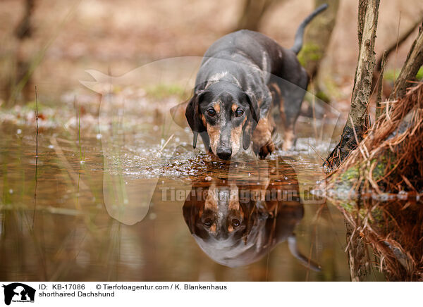 Kurzhaardackel / shorthaired Dachshund / KB-17086