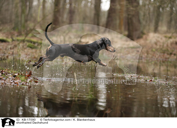 Kurzhaardackel / shorthaired Dachshund / KB-17090