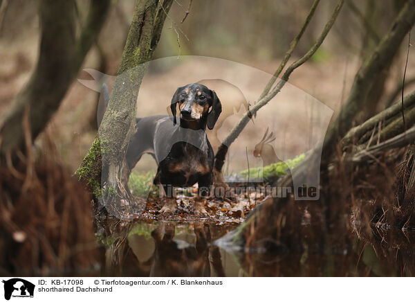 Kurzhaardackel / shorthaired Dachshund / KB-17098