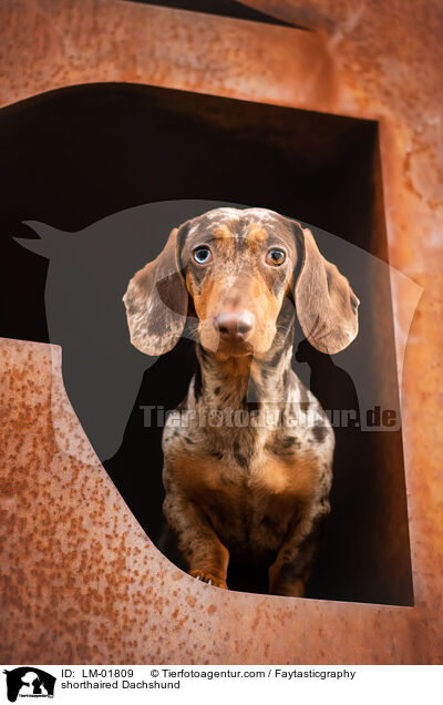Kurzhaardackel / shorthaired Dachshund / LM-01809