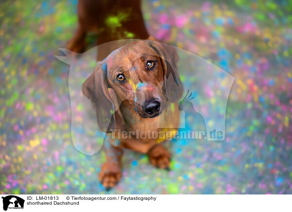 Kurzhaardackel / shorthaired Dachshund / LM-01813