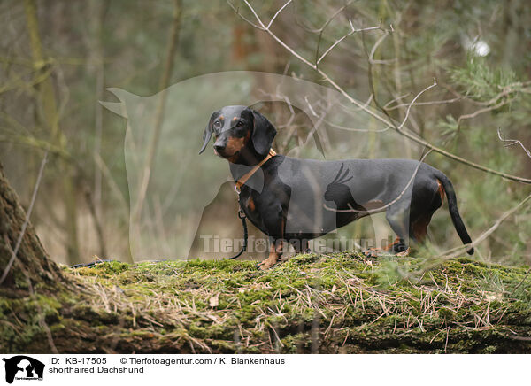 Kurzhaardackel / shorthaired Dachshund / KB-17505