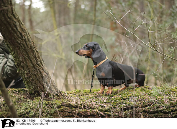 Kurzhaardackel / shorthaired Dachshund / KB-17506