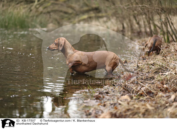 Kurzhaardackel / shorthaired Dachshund / KB-17507