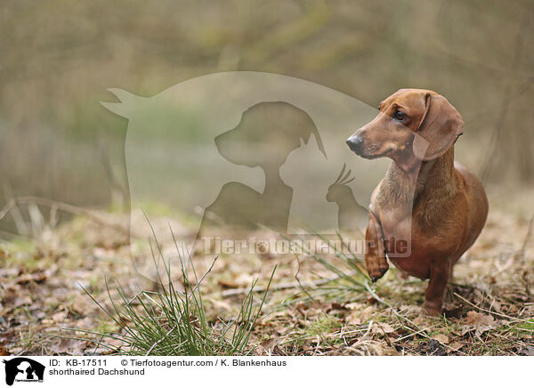 shorthaired Dachshund / KB-17511