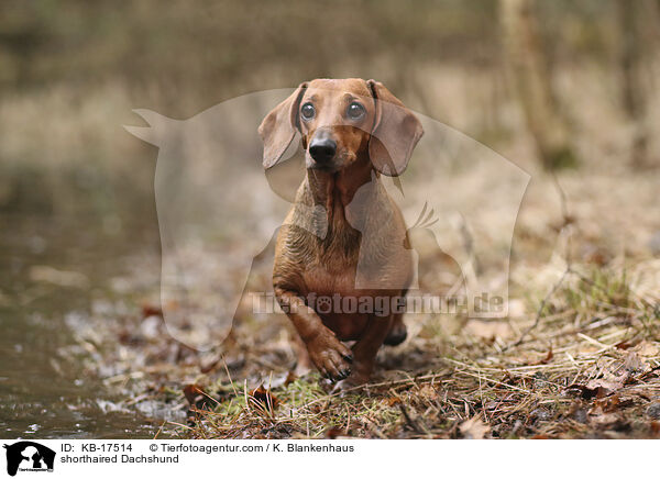 shorthaired Dachshund / KB-17514