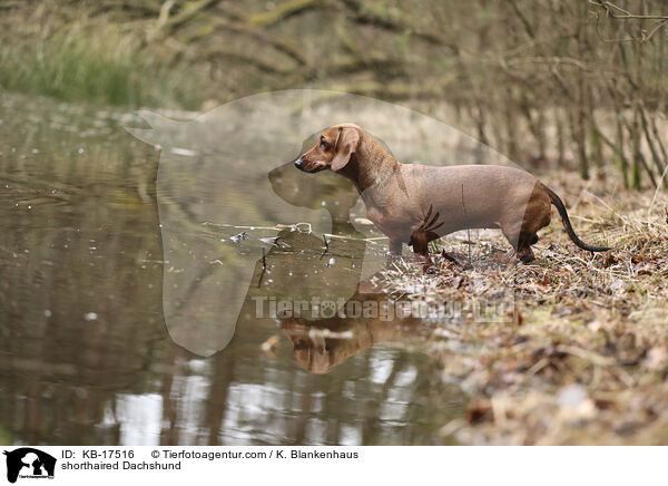 Kurzhaardackel / shorthaired Dachshund / KB-17516