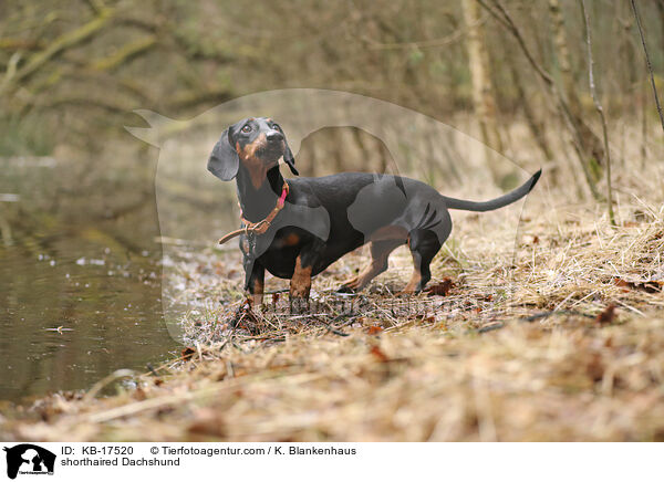 Kurzhaardackel / shorthaired Dachshund / KB-17520