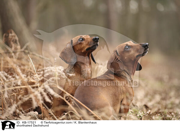 shorthaired Dachshund / KB-17521