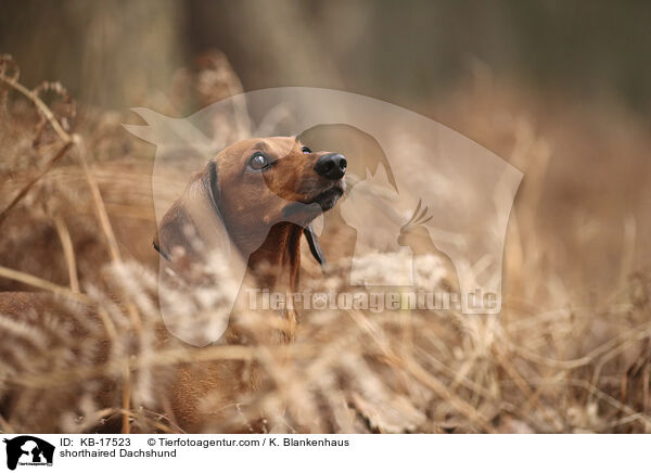 Kurzhaardackel / shorthaired Dachshund / KB-17523