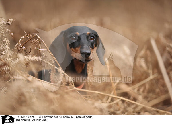 Kurzhaardackel / shorthaired Dachshund / KB-17525