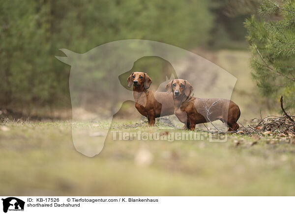 shorthaired Dachshund / KB-17526