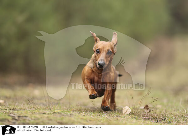 Kurzhaardackel / shorthaired Dachshund / KB-17528