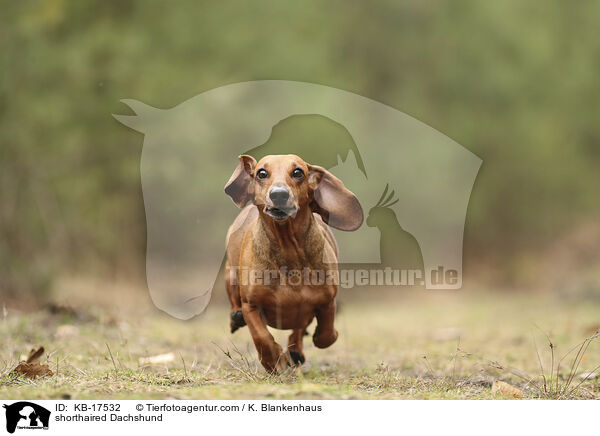 shorthaired Dachshund / KB-17532