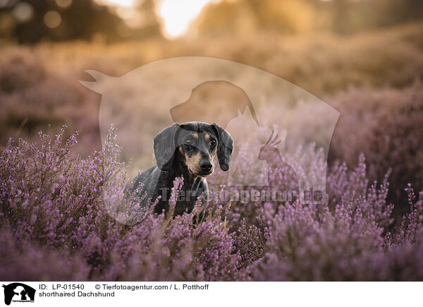 Kurzhaardackel / shorthaired Dachshund / LP-01540
