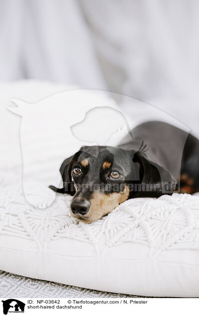 Kurzhaardackel / short-haired dachshund / NP-03642