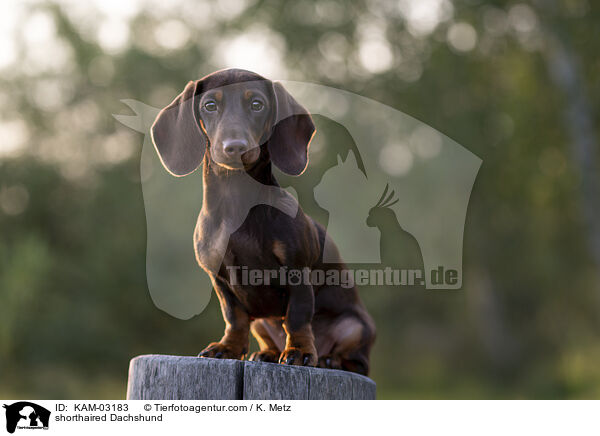 Kurzhaardackel / shorthaired Dachshund / KAM-03183