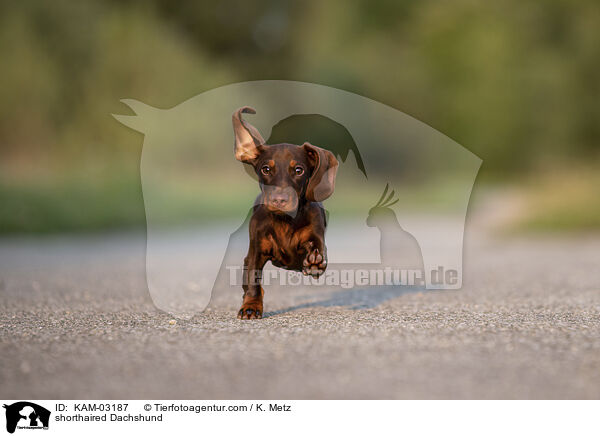 shorthaired Dachshund / KAM-03187