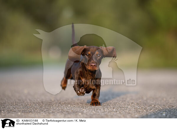 Kurzhaardackel / shorthaired Dachshund / KAM-03188
