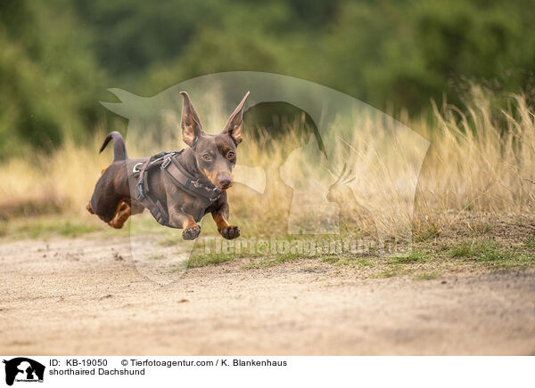 shorthaired Dachshund / KB-19050