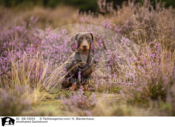 Kurzhaardackel / shorthaired Dachshund / KB-19054