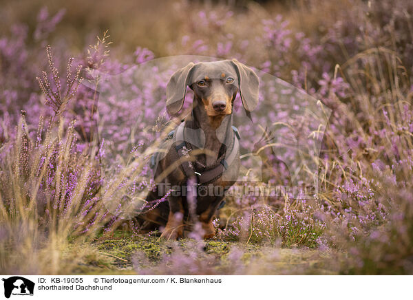 shorthaired Dachshund / KB-19055