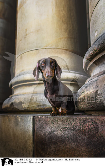 Kurzhaardackel / shorthaired Dachshund / BE-01312