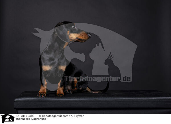 Kurzhaardackel / shorthaired Dachshund / AH-09598