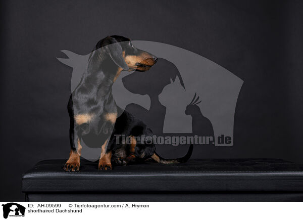 shorthaired Dachshund / AH-09599