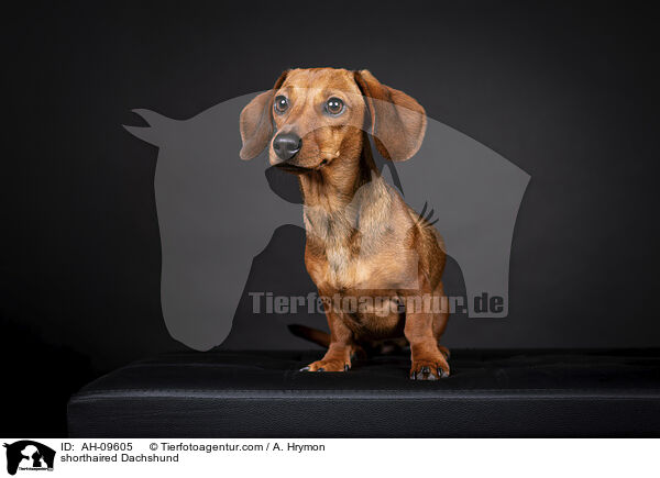shorthaired Dachshund / AH-09605