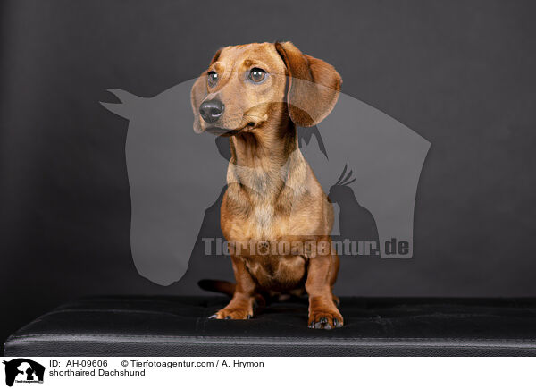 Kurzhaardackel / shorthaired Dachshund / AH-09606