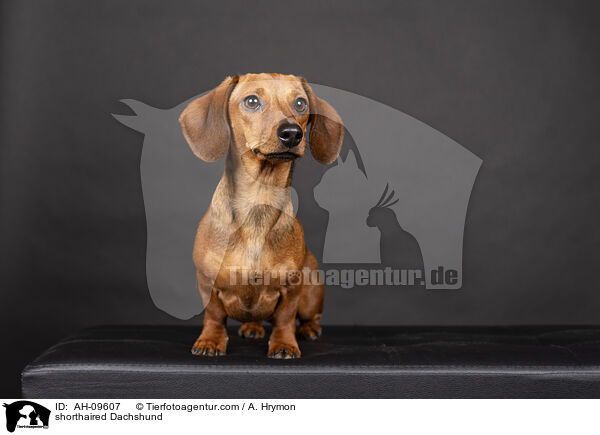 Kurzhaardackel / shorthaired Dachshund / AH-09607