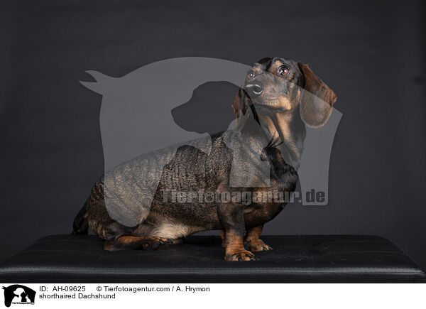 shorthaired Dachshund / AH-09625