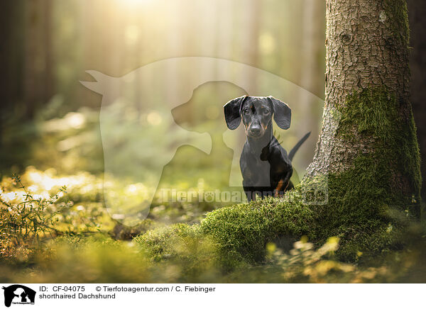 Kurzhaardackel / shorthaired Dachshund / CF-04075