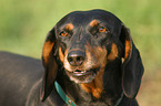 shorthaired dachshund portrait