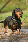 standing shorthaired dachshund