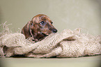 Dachshund Puppy