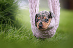 lying Dachshund Puppy