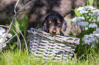 Dachshund Puppy in the basket