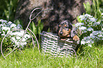 Dachshund Puppy in the basket