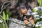 Dachshund Puppy in the basket