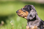 Dachshund Portrait