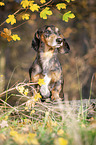 short-haired dachshund