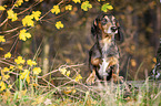 standing Dachshund