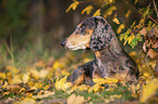 lying Dachshund