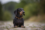sitting short-haired dachshund