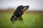 sitting short-haired dachshund