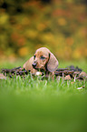 shorthaired dachshund puppy