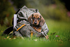 Dachshund puppy in a backpack